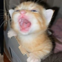 Соня Щербитова