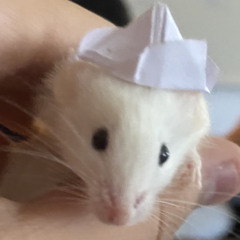 Captain