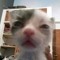 mokimokii