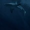 sharkbiu0831