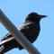 Raven