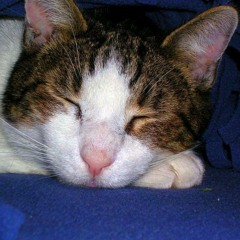 tooteecat