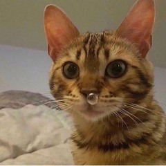 Smol