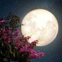 طـــــارق ( The Bat )