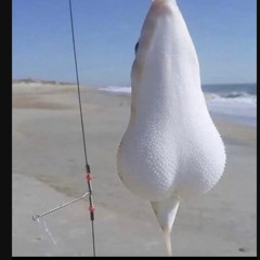boto fish
