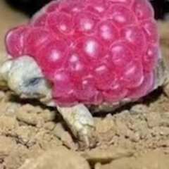 sodiumoh