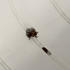 stillekesnaarbenedengaan