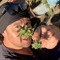 Antonio Vargas 4