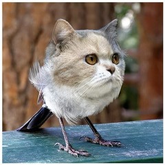 Birdcat