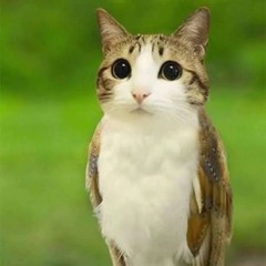 Meowl