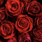 RosesFrank