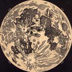 Tyto alba
