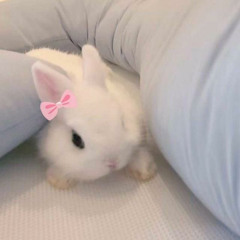 นุ๊บนิ๊บ