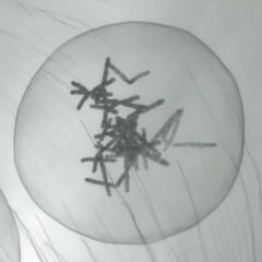 atoms