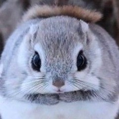 다람지