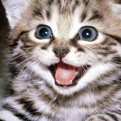 Deathlykittens