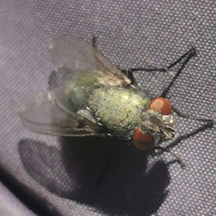 mirxsedis