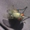 mirxsedis