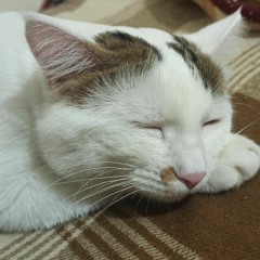 arash