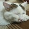 arash