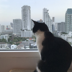 Kota