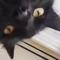Monty