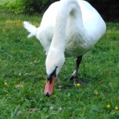 bassteh