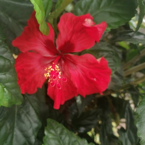 Fanny J - Ma Partition(M4A_128K).m4a