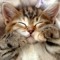 cattycorn36910