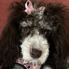 Lila Barenberg