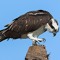 Riverhawk
