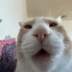 navjs