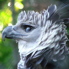 Whitegold