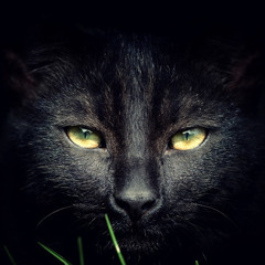 BlackCat