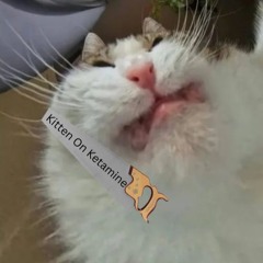 Kitten On Ketamine