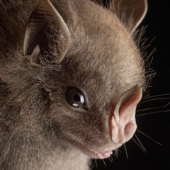 gatadechalet