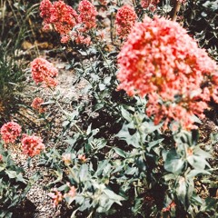 S O N I C   A L C H E M Y