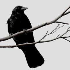 Corbeau