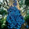 Asmaa  Fouad