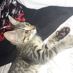 lcboy👾🧟‍♂️🐍