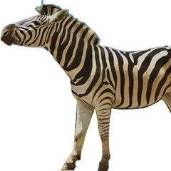 Llema