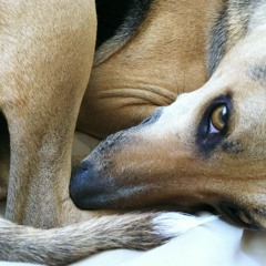 Lucy