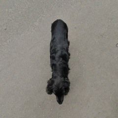 COOGA