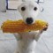 funny dog eating corn Real
