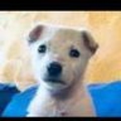 The Dog