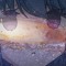 几维鸟无翼