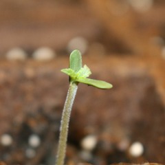 Gio Mariah St Pierre