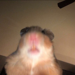 짐니