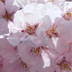 しないはつお
