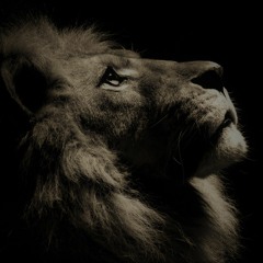 lionheart9